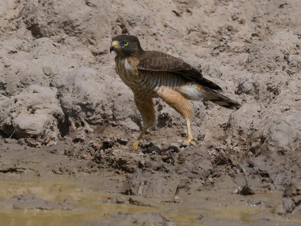 Wegbuizerd (Rupornis magnirostris)